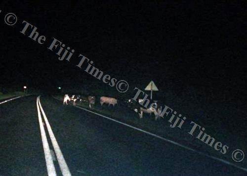 Stray animals on our roads. Picture: FT FILE