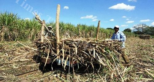 Canefarmers work on a sugarcane field in the West. NFP leader Professor Biman Prasad claims the sugar industry is struggling for survival. Picture: SUPPLIED