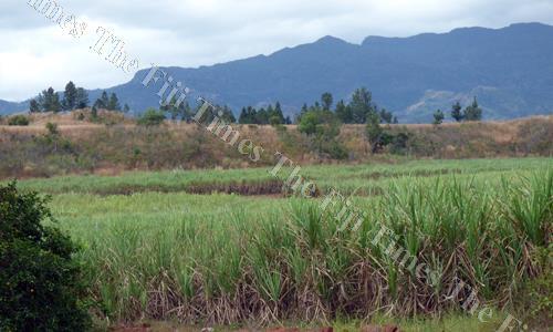 A sugarcane farm in Lautoka. Picture: File