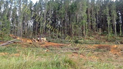 Logging operations in the North are currently on hold because of rainy weather. Picture: SERAFINA SILAITOGA