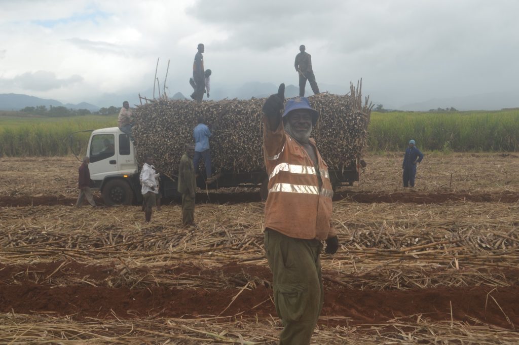 'Too many harvesters in Fiji' The Fiji Times