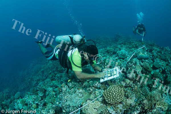 Laitia Tamata of WWF South Pacific and Laitia of University of South Pacific dives and conduct transect of the Great Sea Reefs.