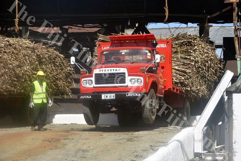 Truck driver Nand Kumar unloads the sugar cane at the lautoka Mill yesterday. Picture: REINAL CHAND