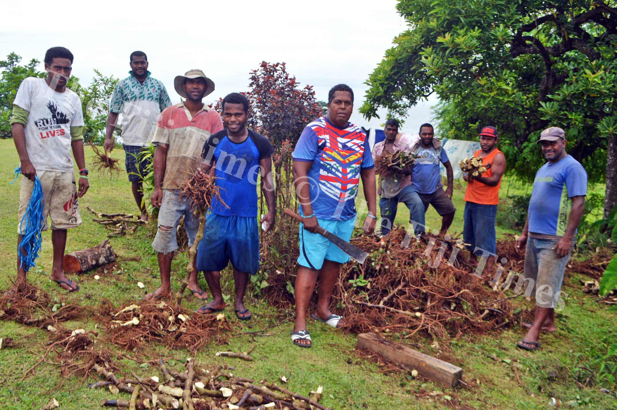 Yaqona farmers in Ura Taveuni harvest their yaqona last week. Picture: LUKE RAWALAI