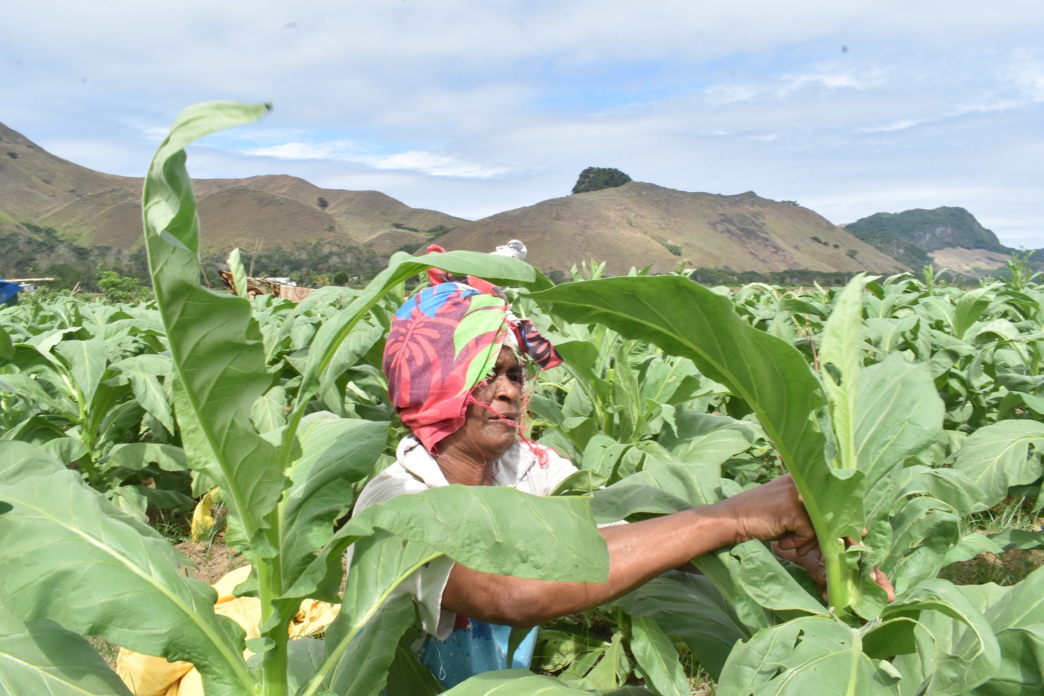 tobacco subsidies united states US Federal Agricultural Farm Subsidies: How Much Farmers Get By Year