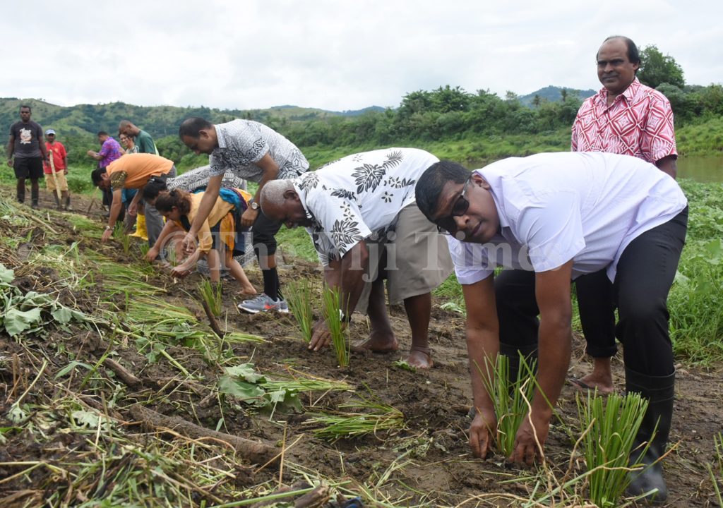 Crop Rotation In Fiji Nature-based sea walls to stop coastal erosion - The Fiji Times