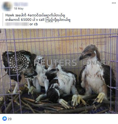 Facebook purges ads for illegal wildlife in Southeast Asia as online