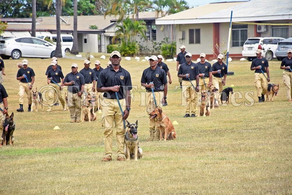 K9 online dog walking