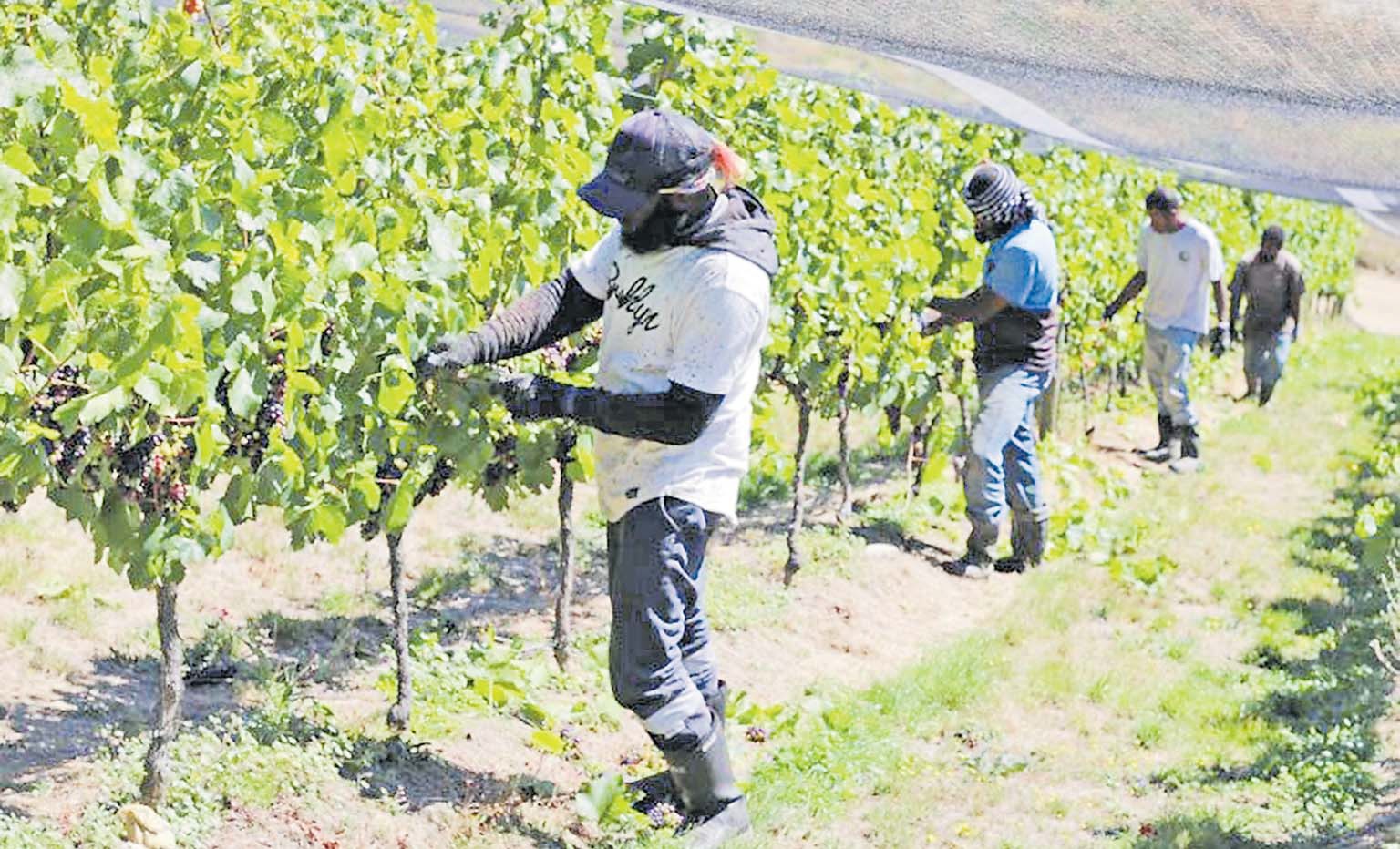 Major border boost Pacific seasonal workers return for summer harvest The Fiji Times