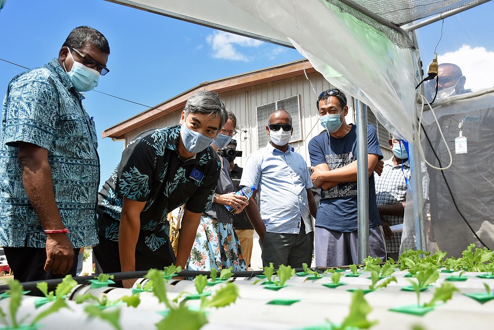Crop Rotation In Fiji Agricultural exports in 2020 unaffected - The Fiji Times