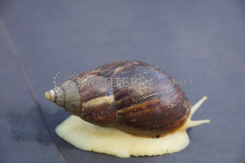 Invasion of giant African land snails puts Florida on offensive - The Fiji  Times