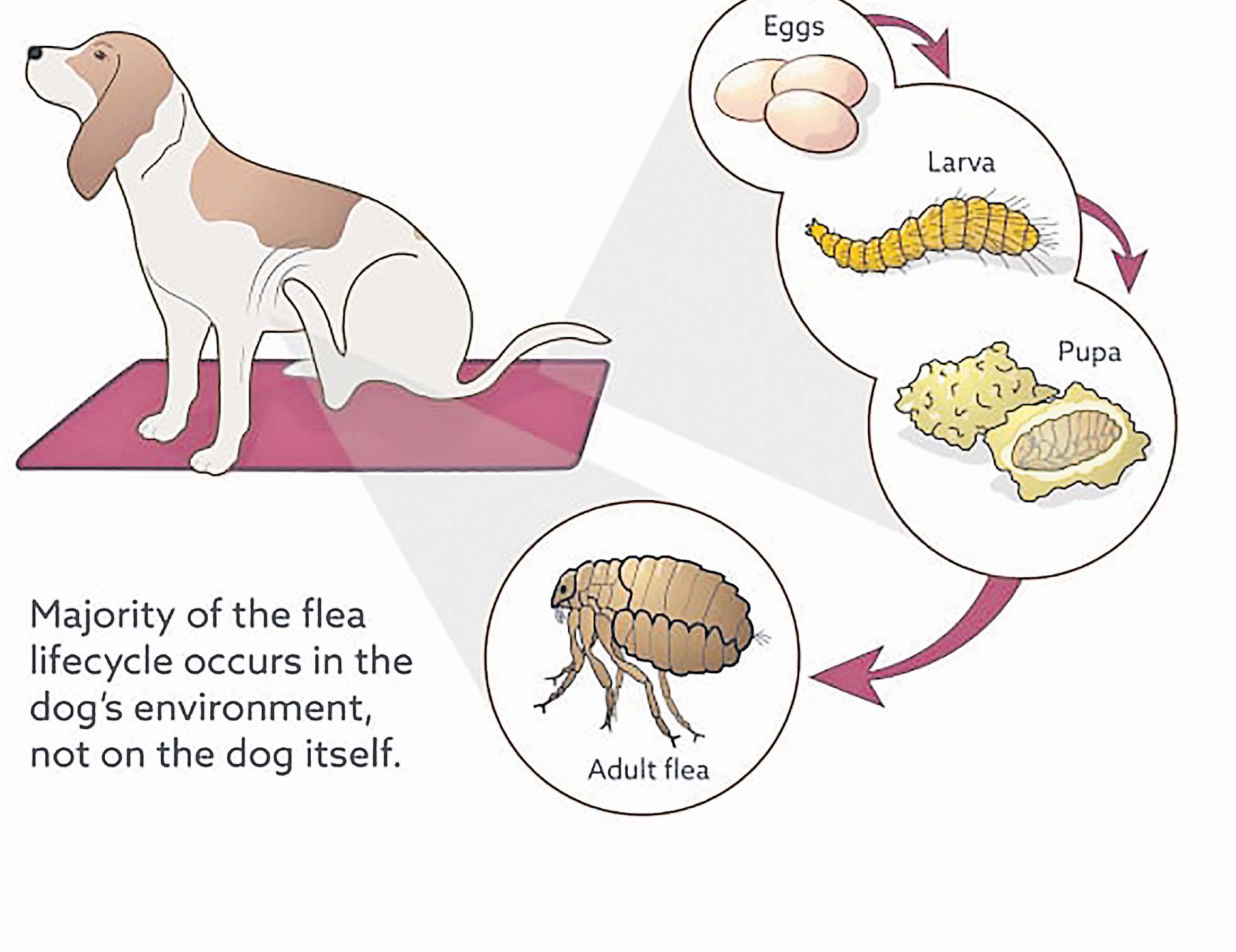 The Surprising Truth About Gnats: More Than Just A Nuisance - xbe9rfj