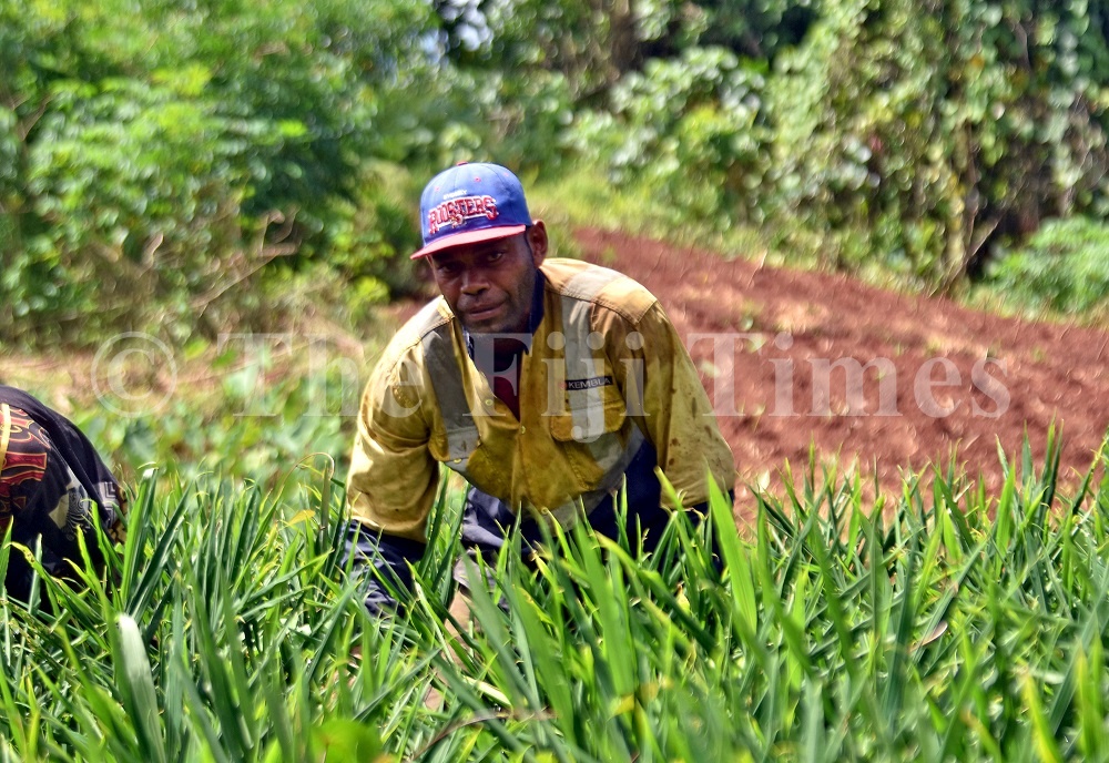 UK access allows better ginger prices The Fiji Times