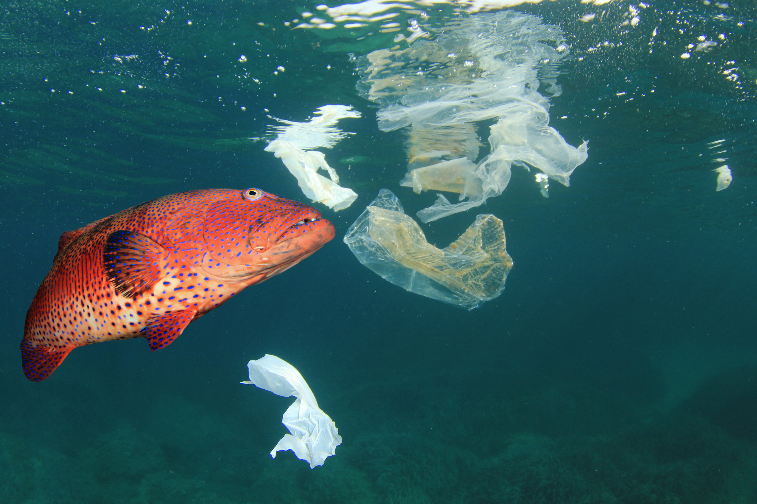 Editorial comment | The threat to the environment - The Fiji Times