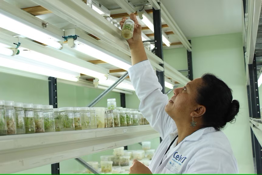 The Pacific’s plant gene bank in Fiji The Fiji Times