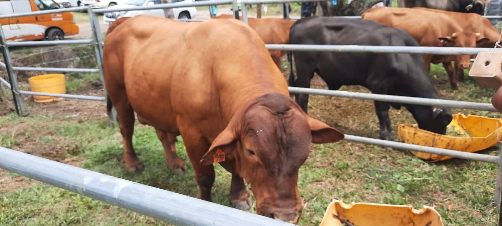 Coalition approves proposal to increase price of cattle with