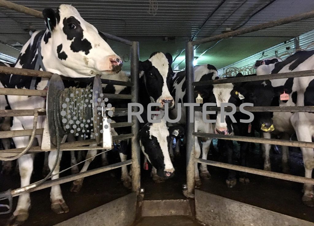 Canada says its commercial milk tests negative for bird flu The Fiji