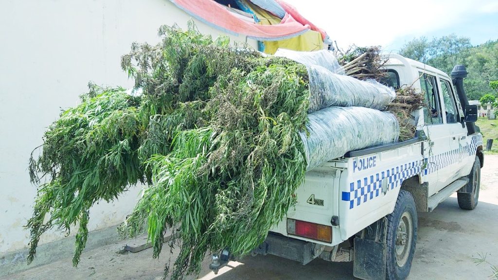 Marijuana Tops Seizure The Fiji Times marijuana-tops-seizure-the-fiji-times