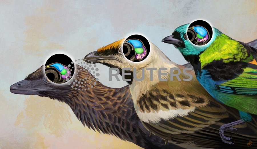 ‘One-of-a-kind’ skull fossil from Brazil reveals bird brain evolution