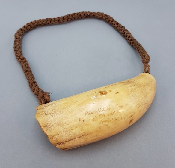 Only 16 tabua per month allowed to be taken out of Fiji ban on tabua