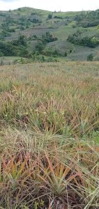 An angle picture of the Yaukawa Farm. Picture: SUPPLIED