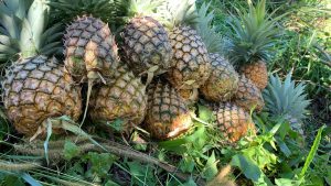 Harvested Pineapples from the Yaukawa Farm. Picture: SUPPLIED 