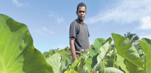 Asaeli Uluilomaloma at his dalo farm in Navua. Picture: LENAITASI CAVUILATI