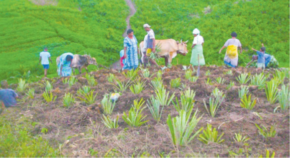 There’s a lot of interest in supporting the agriculture sector in the Pacific, says director general of ADB’s Pacific Department Emma Veve. Picture: MINISTRY FOR AGRICULTURE