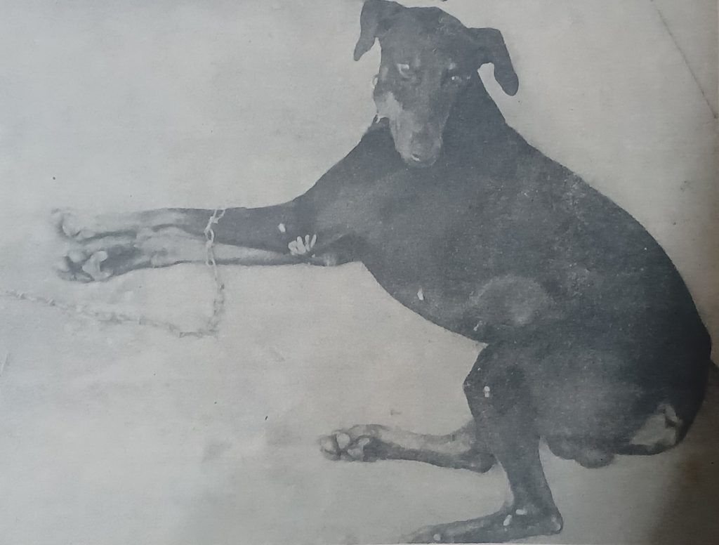 Back in History | Thieves pat Caesar, tie Lal