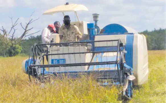 Rice harvesting in Namara, Labasa. The Labasa Innovation and Entrepreneurship Summit 2025 kicks off today in Labasa and targets the agriculture sector. Picture: MINISTRY OF AGRICULTURE