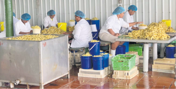 Workers from Kaiming Agro PTE LTD cleaning up gingers for export. Picture: INVESTMENT FIJI