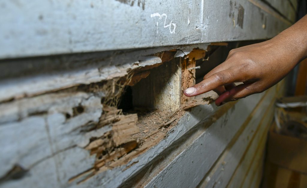 $3m needed to fix termite infested buildings - The Fiji Times