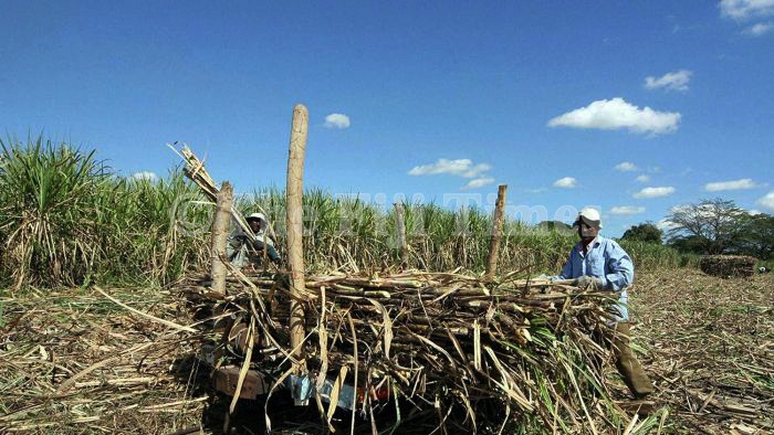 Cane growers to receive 2024 final payment tomorrow