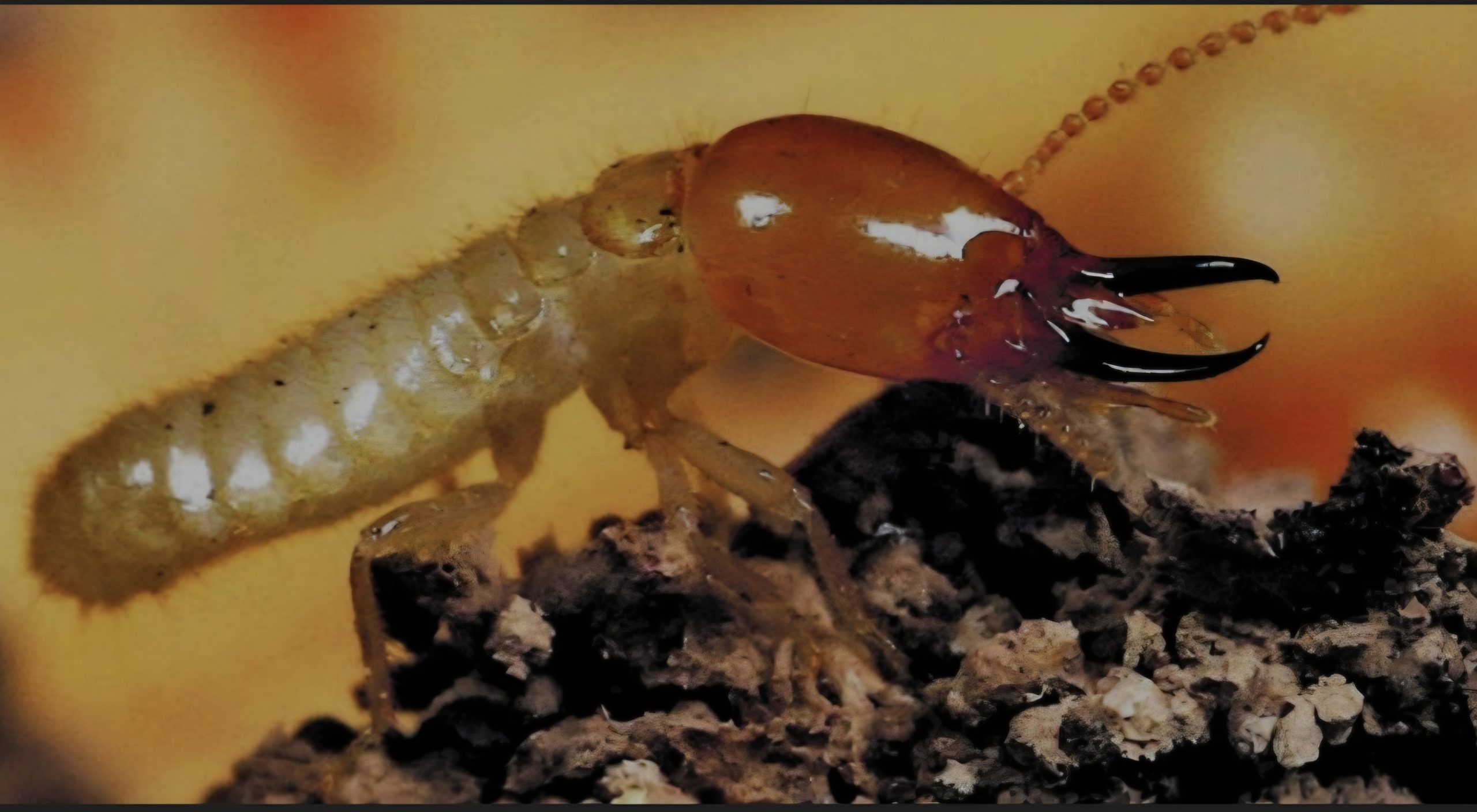 Government intensifies response as invasive termites threaten homes, farms and infrastructure