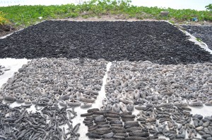 Government lifts ban on harvest and trade of bêche-de-mer