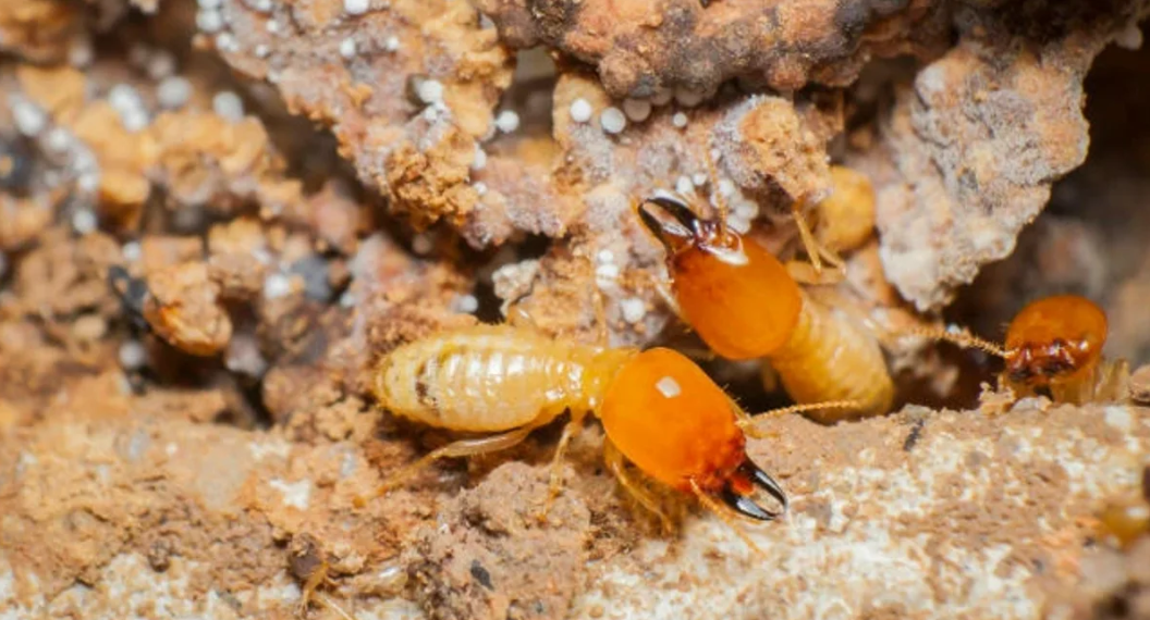 Government cuts termite subsidy to affected homeowners