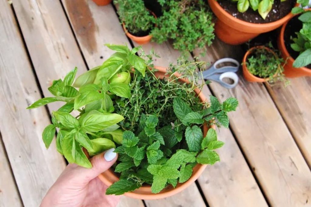 TIMES SHOPPER | Ways to dry and store fresh garden herbs – The Fiji Times