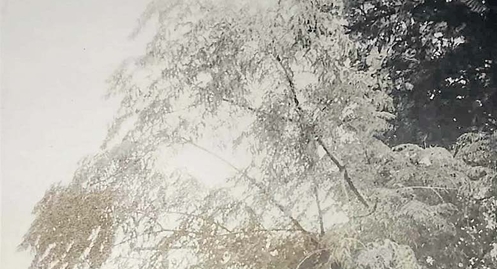 Neem – a wonder plant