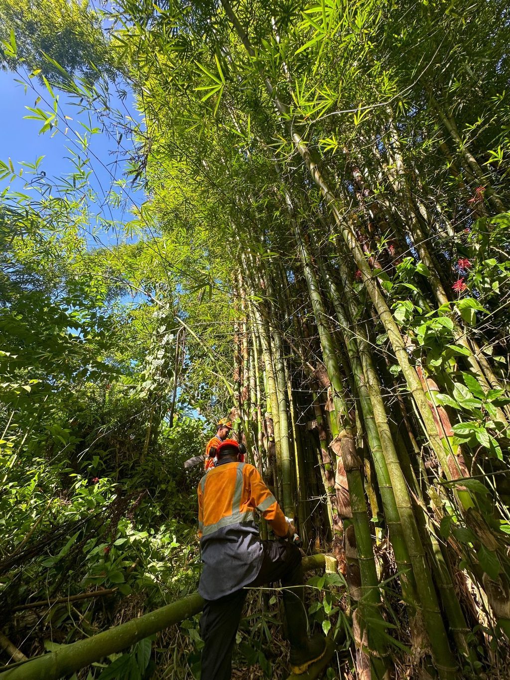 FOCUS | When the forests fall, will bamboo rise?