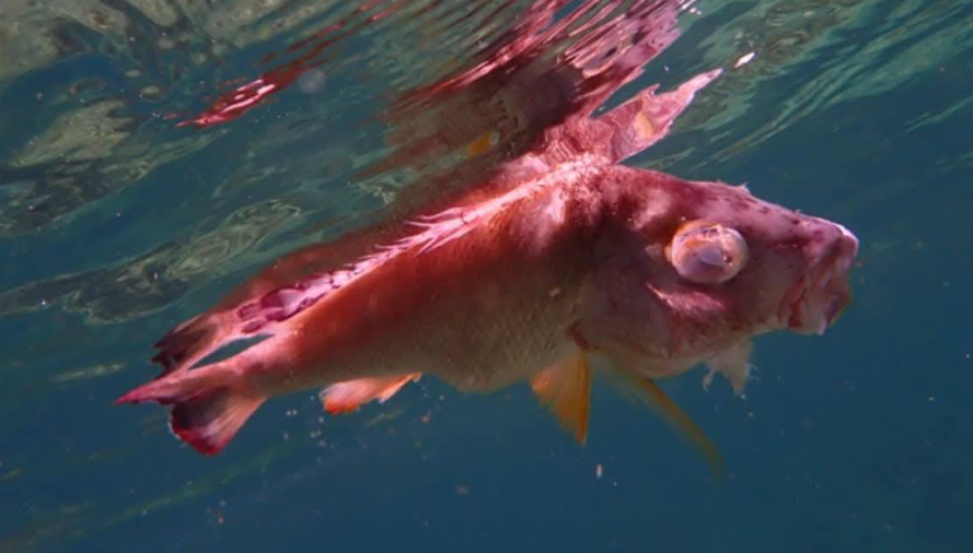 Dead fish reports echo pre-Winston warning signs, says Fisheries Minister