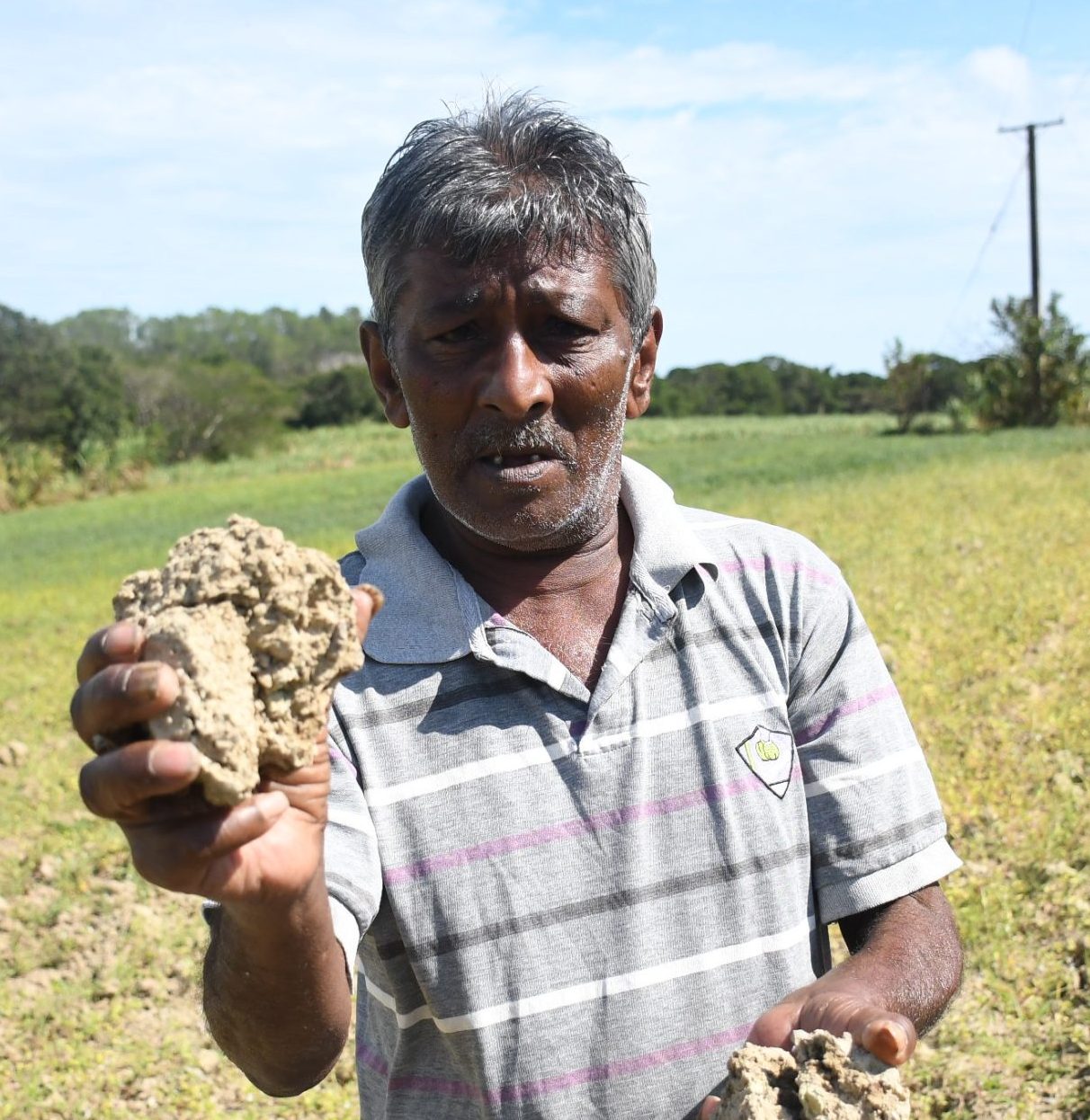 Grower fears poor yield - The Fiji Times