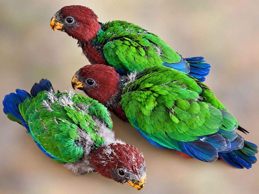 $20,000 fine, four years’ jail for selling wild parrots